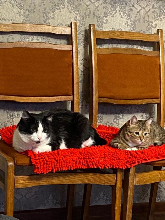 Отдам в хорошие руки