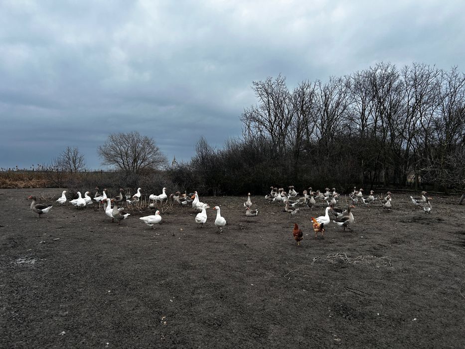 Gâște de vânzare