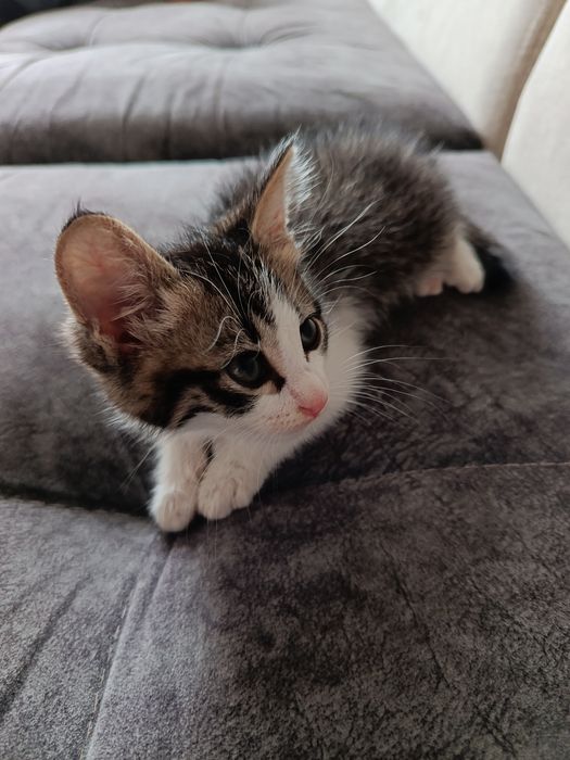 Отдам котенка в хорошие руки