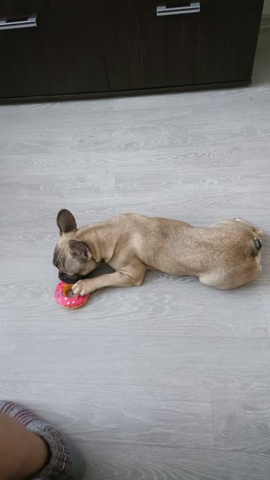 Французский бульдог 8месяцев