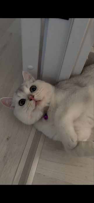 серебристая шиншилла