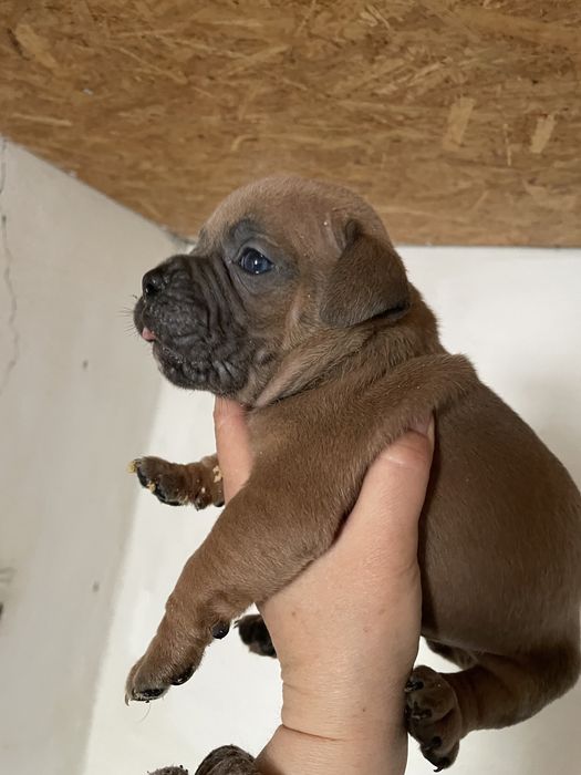 Американский булли