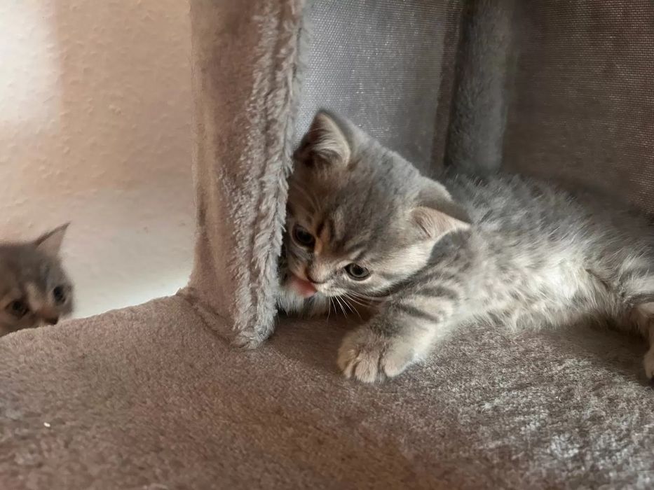 Британские котята