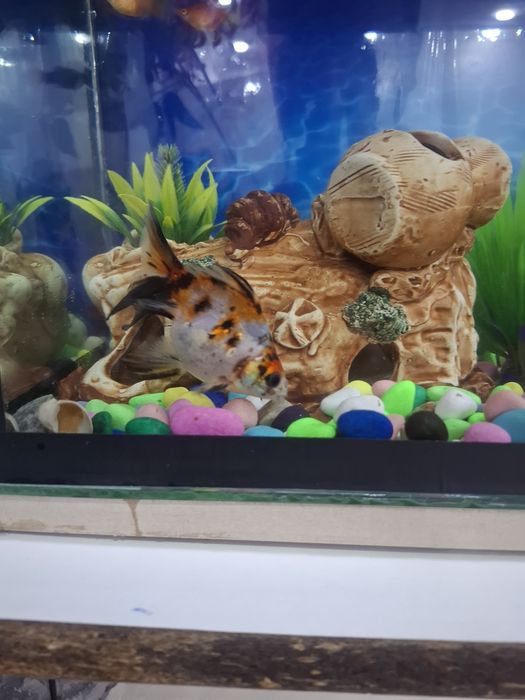 Меняю или продаю золотую рыбку