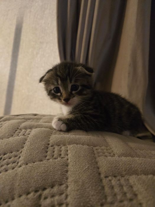 Отдам котят в добрые руки