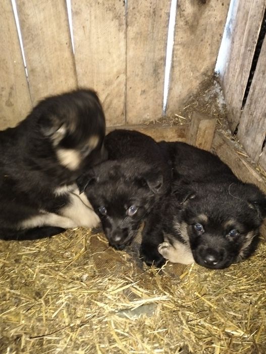 Продам щенят ВЕО,девочки!