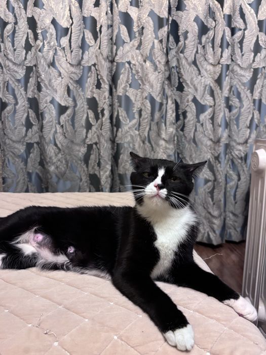 Отдам в хорошие руки