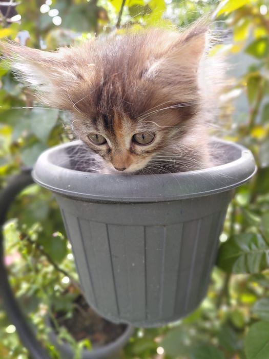 Отдам котенка  в хорошие руки