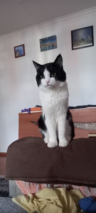 Кот для вязки бесплатно