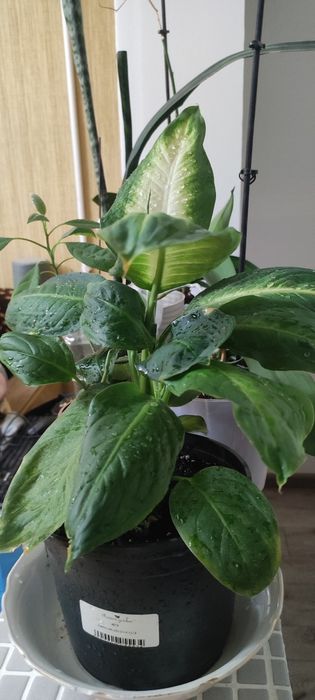 Дифинбахия , комнатное растение