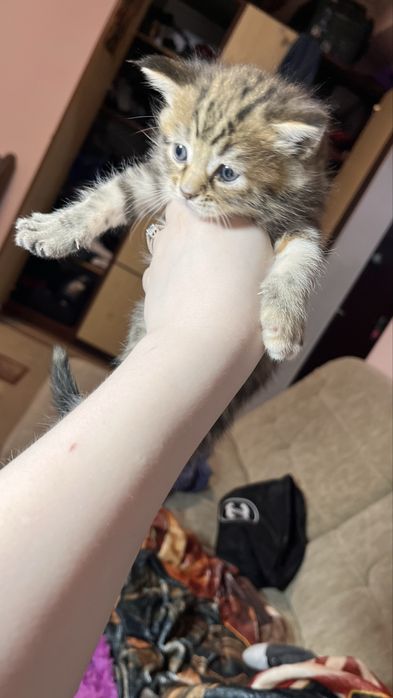 Отдам котяток/породистые