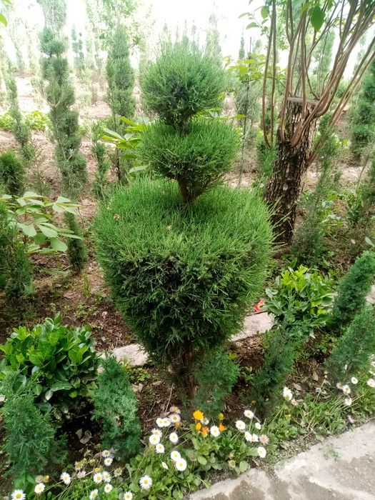 XAR turdagi manzarali archalar