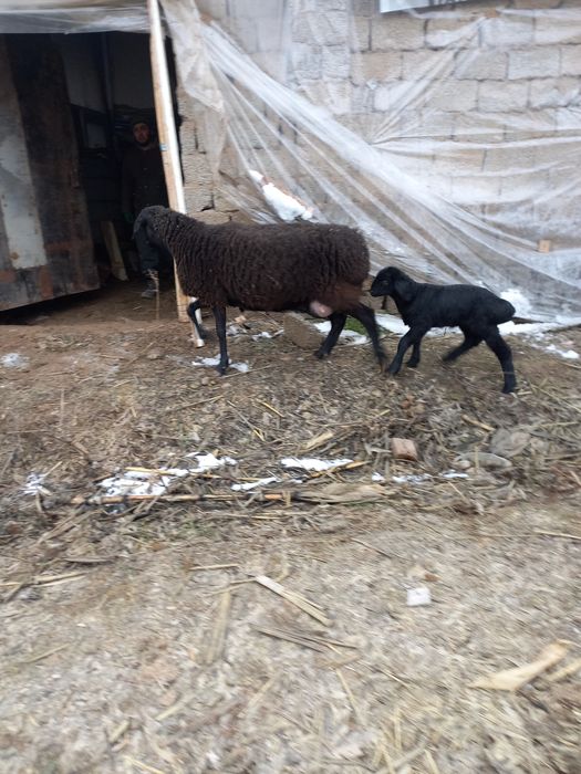 Ona bola sovliqlar sotiladi