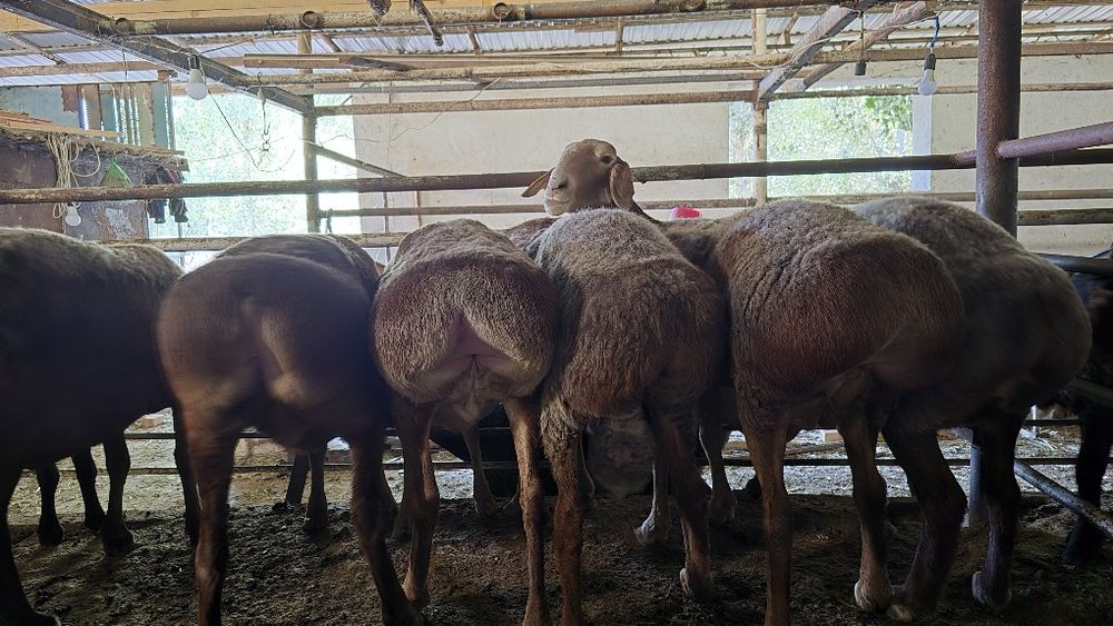 Куйлар 65-70 кг дан бошланади