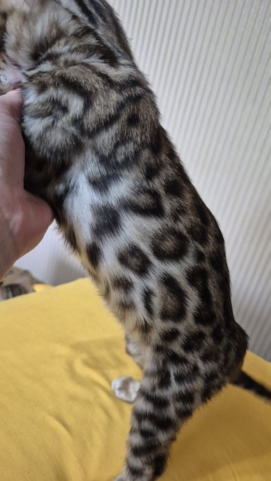 Бенгальские котята