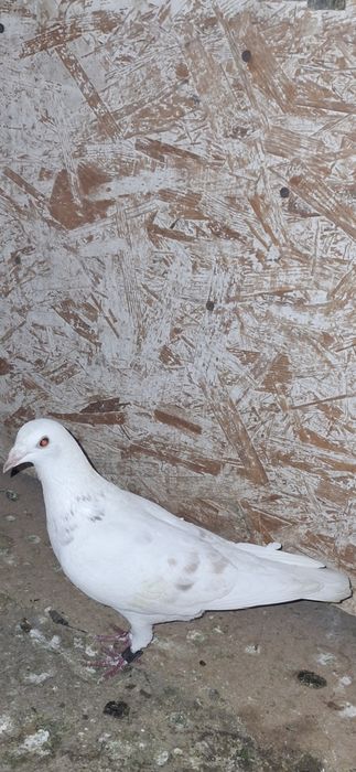 Porumbei voiajori  maraton cu pedigree