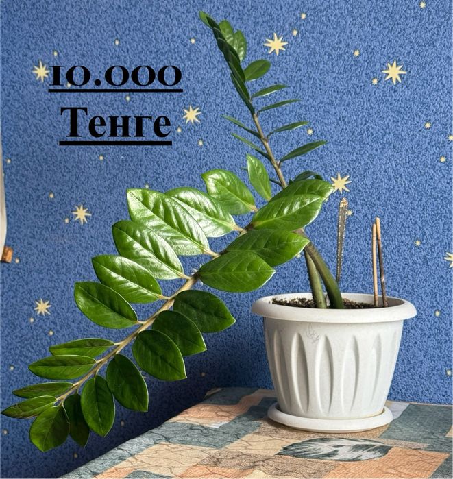 Замиокулькас (Долларовое дерево)