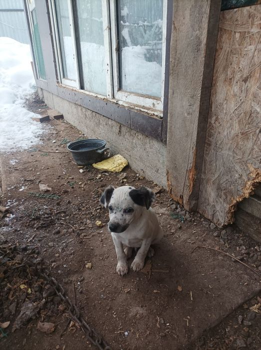 Отдам бесплатно щенков метисов