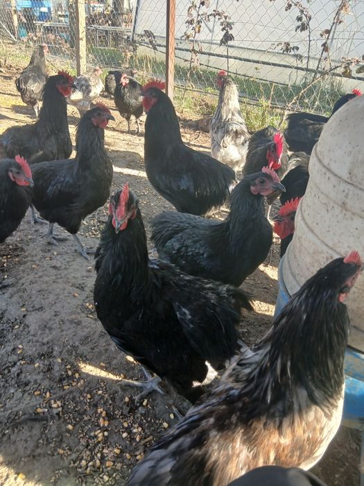 Vand cocosi tineri de australorp in varsta de 7 luni