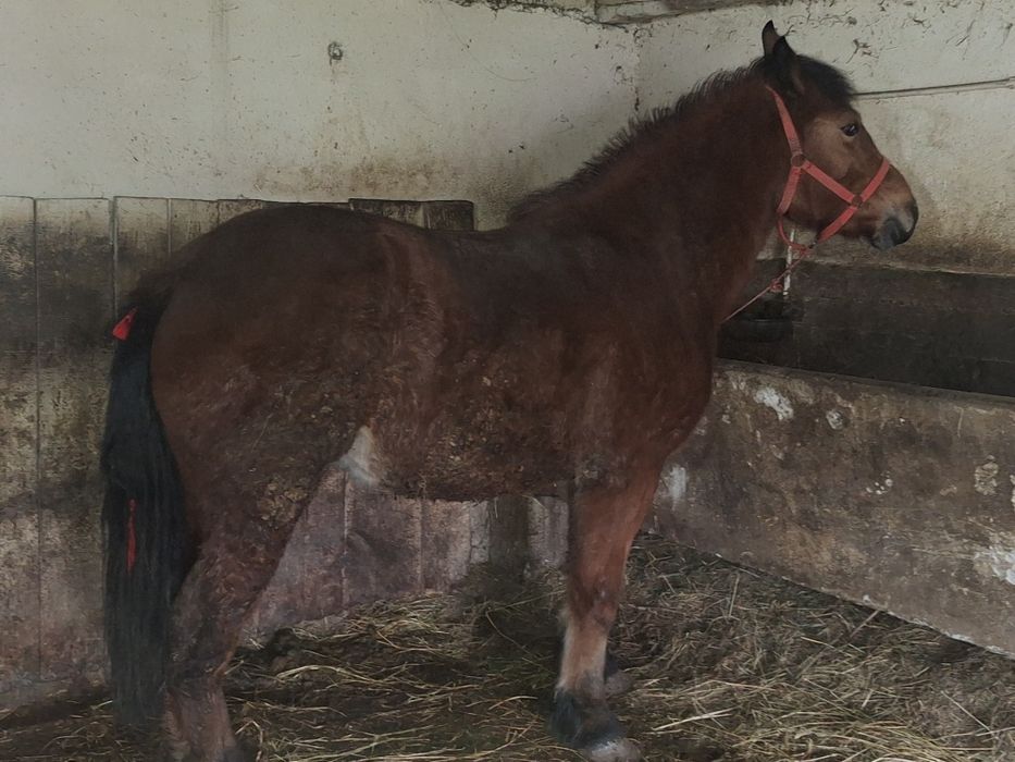 Manza de 2 ani de vânzare