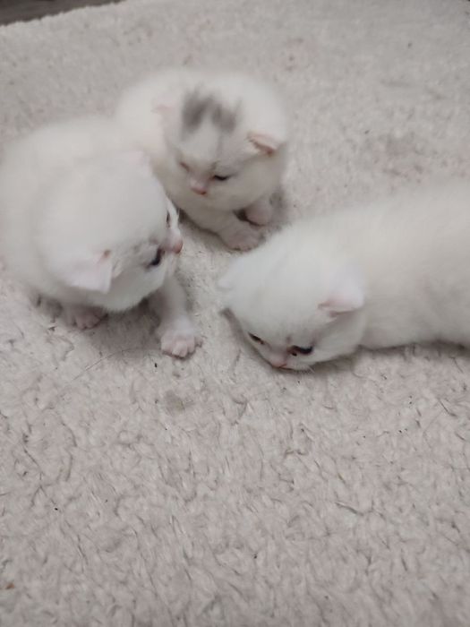 Продаются шотландский вислоухие котята