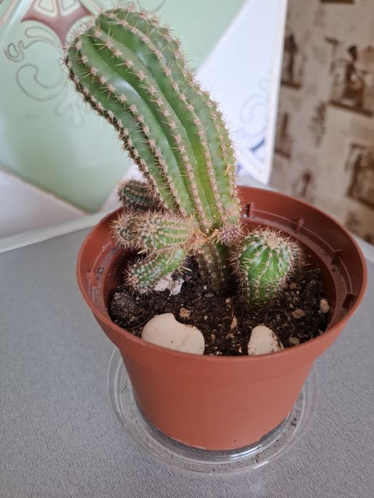 Кактусы разные, цена за каждый