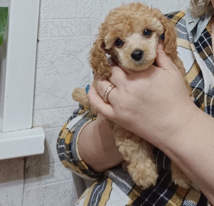 Карликовый пудель щеночки.