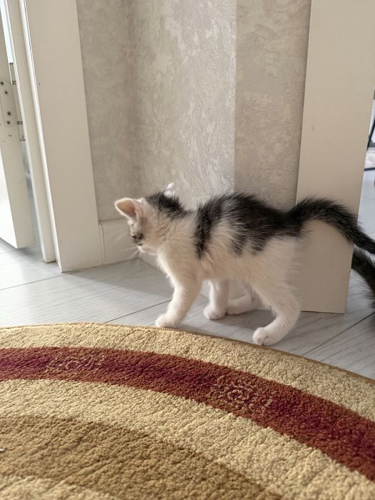 Котенки 1 месяцев СРОЧНО ПРОДАМ