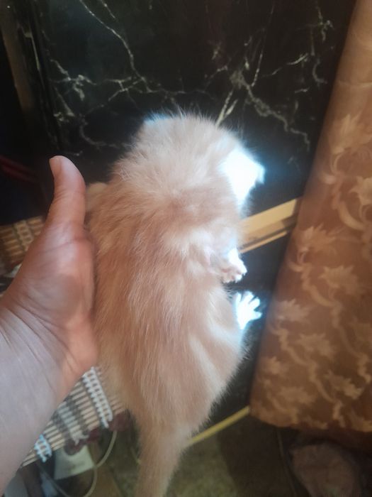 Одам котят в хорошие руки