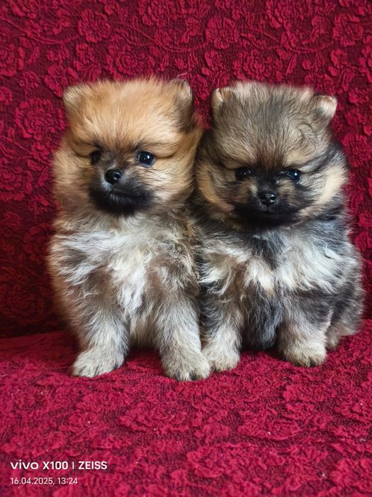 Очаровательные щенки шпица.