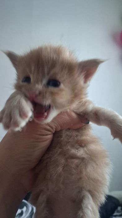 Котята Мейн Кун ( питомник)