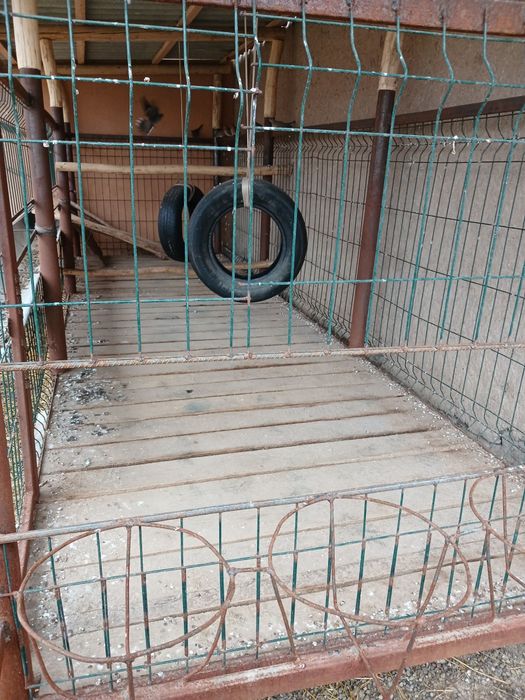 Куйлар учун тайор кура сотилади нархи 7 миллийон