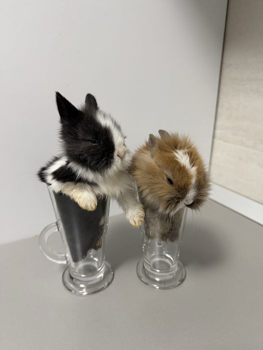 Iepurasi de companie pitici cap de leu