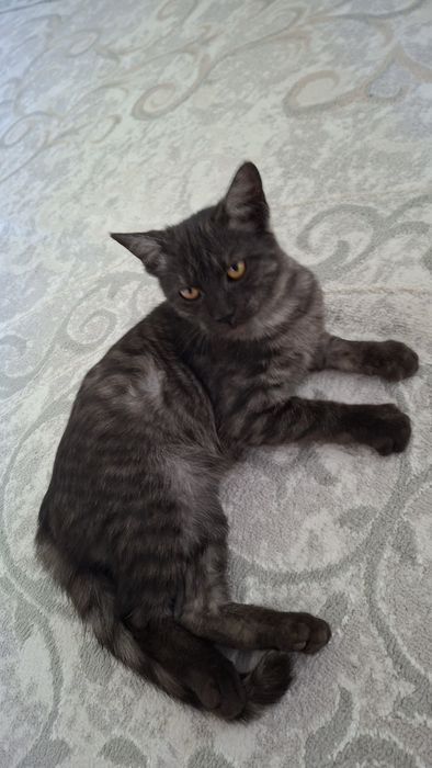 Котенок бесплатно