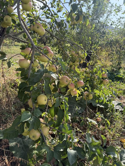 В продаже горные Яблоки - Груши