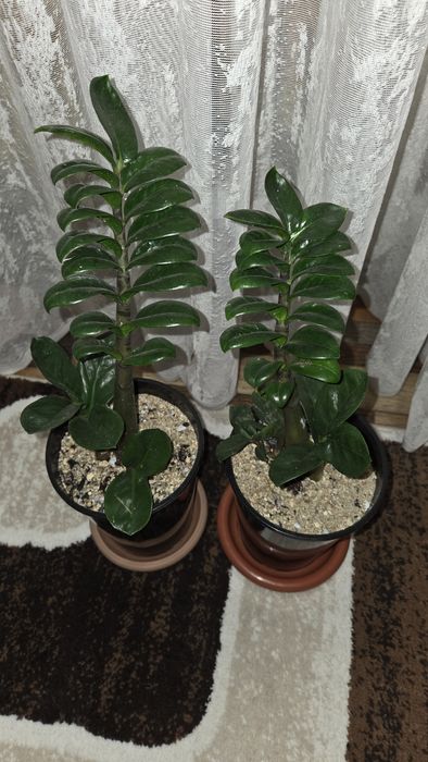 Замиокулькас Зензи