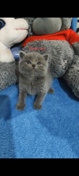 Продаются шикарные котята! Успейте к празднику купить! Девочки страйт.