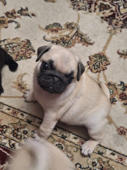 Сладкий мальчишка