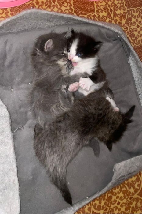 Отдам котят им месяц 3 девочки