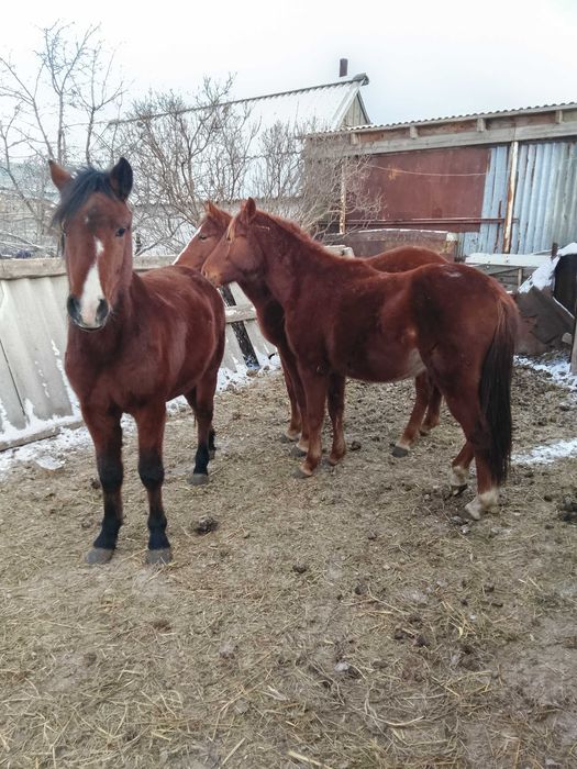 Трактор МТЗ 80 продам