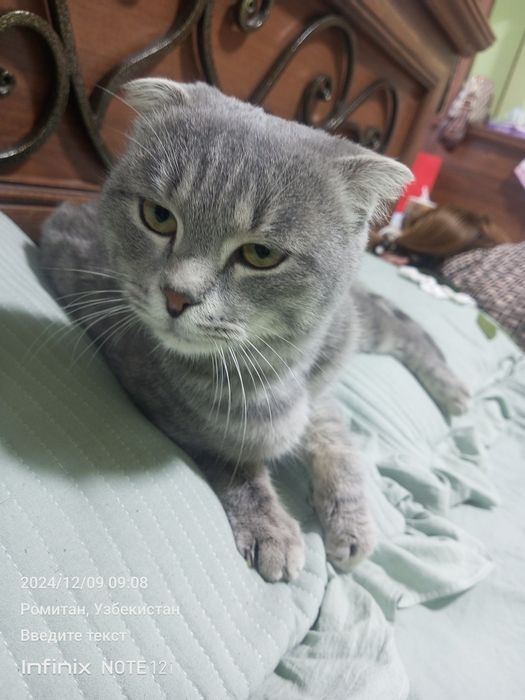 Ақлли мушук сотилади