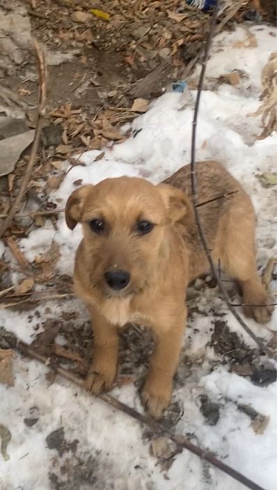 Щенков, отдам 4 мес, девочки, привиты, привезу