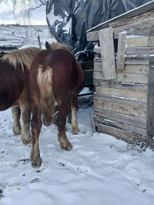 vând mânz de 7 luni