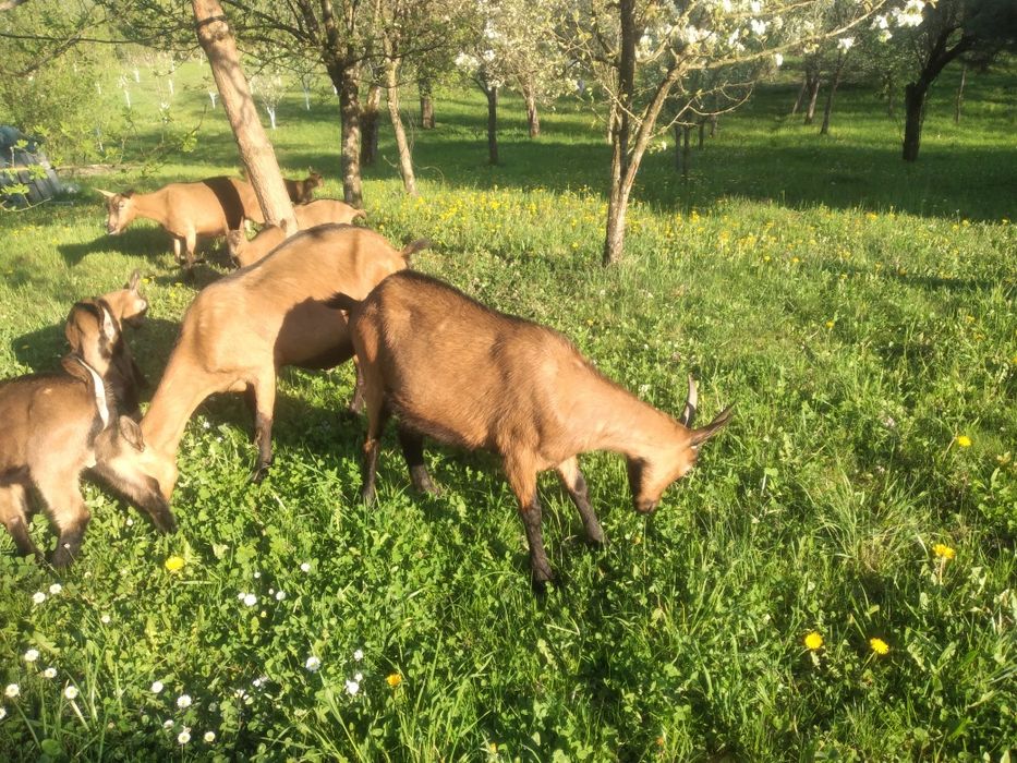 Capra alpina franceza
