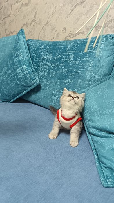 Шикарные мальчишки от правильной вязки