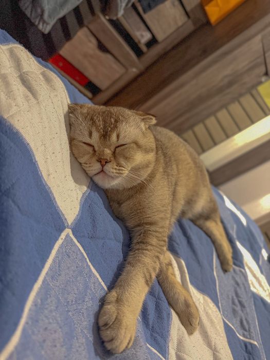 Кот для вязки ))