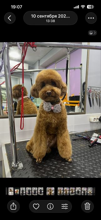 Экспресс линька стрижка кот собака