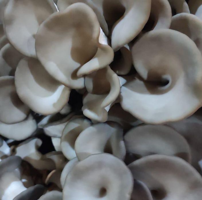 Свежие грибы вешенки