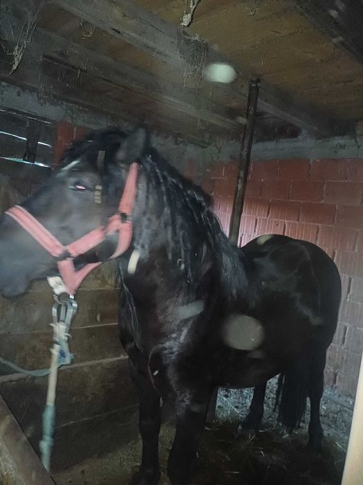 Cai de vanzare de 3 ani