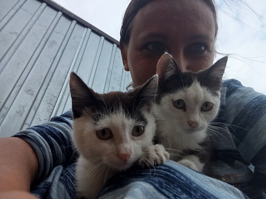 Котёнок котенок отдам